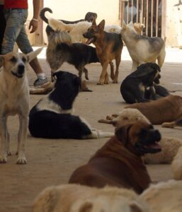 المطلوب إحياء خطة مكافحة الكلاب الشاردة