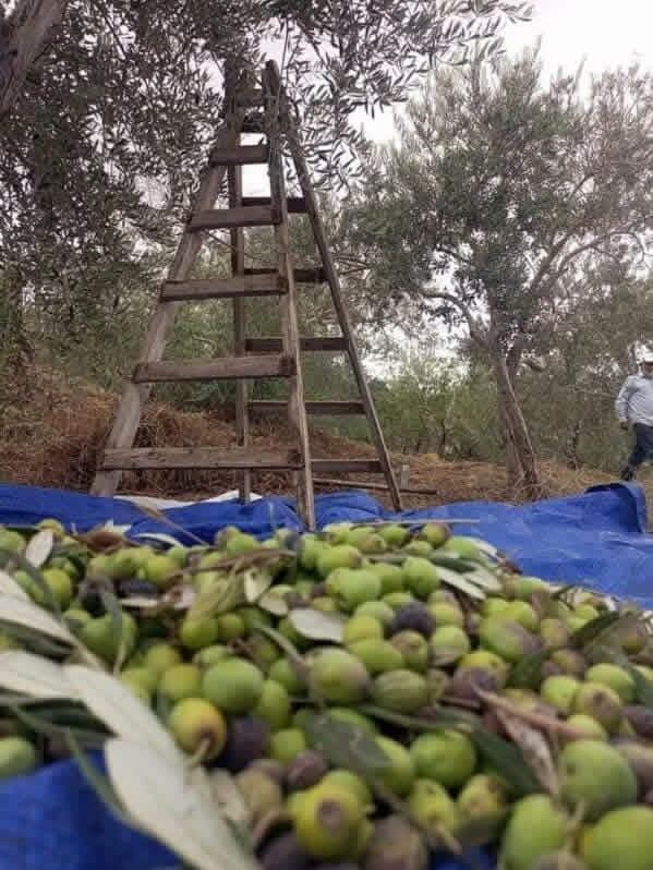 دعت لجنة محافظة لبنان الشمالي في اللقاء الوطني للهيئات الزراعية في لبنان البلديات الواقعة في نطاق المحافظة الى عدم الاستعجال في اصدار تسعيرات لأجار عمال قطاف الزيتون ريثما يتم التداول في هذا الامر مليا