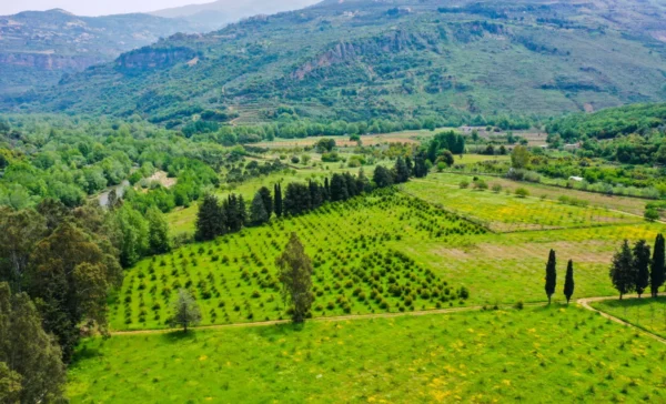 “أرضك.. ذهب أخضر”