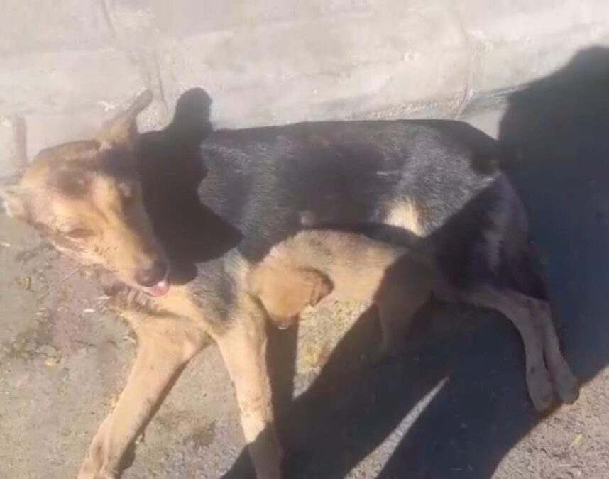 مأساة السويقة الجسرين: رصاصة الغضب تفضح قانون الرفق بالحيوان الغائب في طرابلس